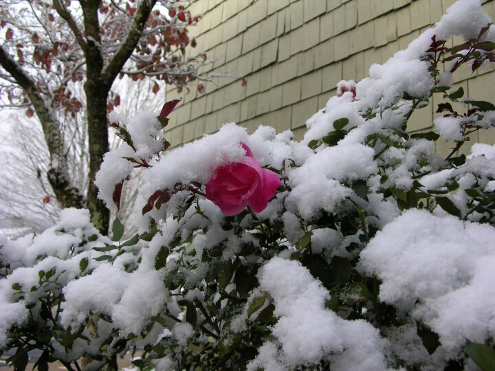 1st%20snowfall%20110610_36