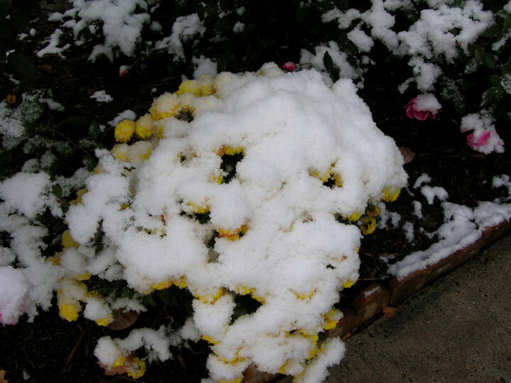 1st%20snowfall%20110610_41